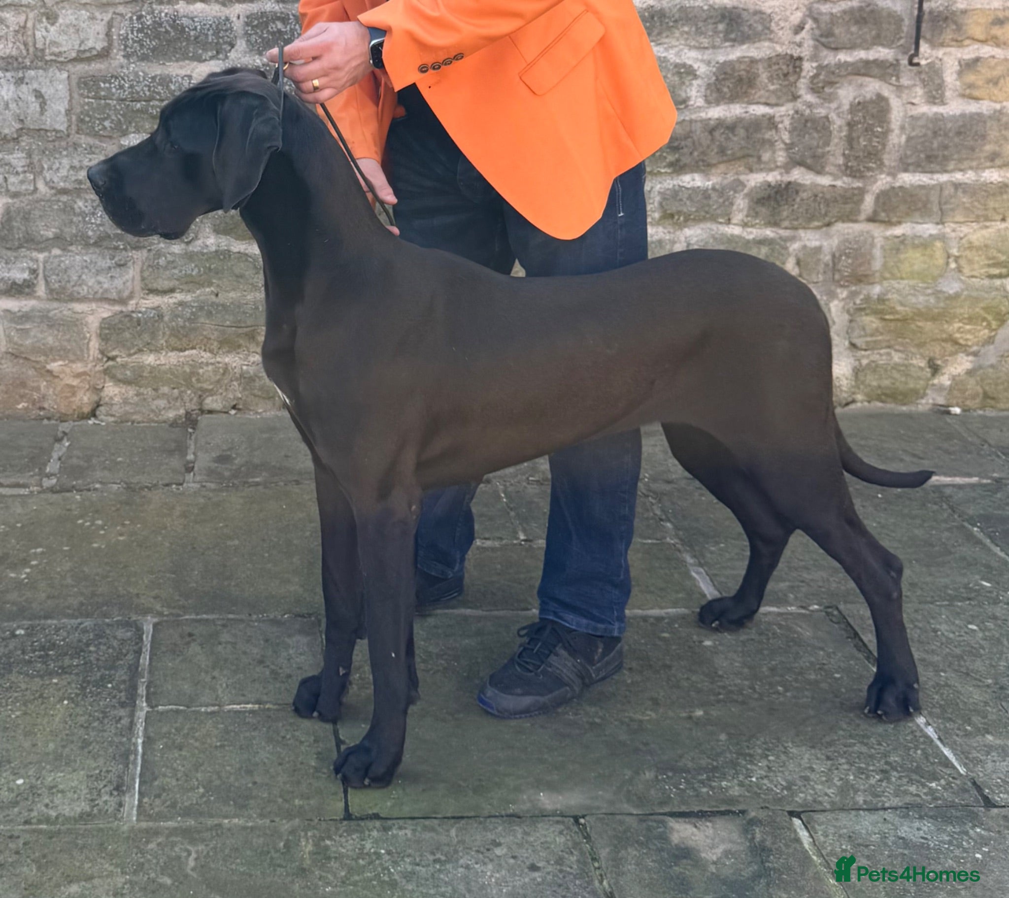 Great Dane dogs Blue & black puppies from health tested parents.  - Advert 6