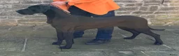 Great Dane dogs for sale: Blue & black puppies from health tested parents.  in Worksop - Advert 1