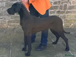 Great Dane dogs Blue & black puppies from health tested parents. - Advert 2