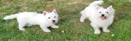 West Highland Terrier dogs for sale:  KC Reg. lovely West Highland White Terrier girl  - Advert 3