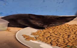Mixed Breed cats for sale: 🐾 5 Gorgeous Kittens Ready for New Homes 🐾 - Image 17