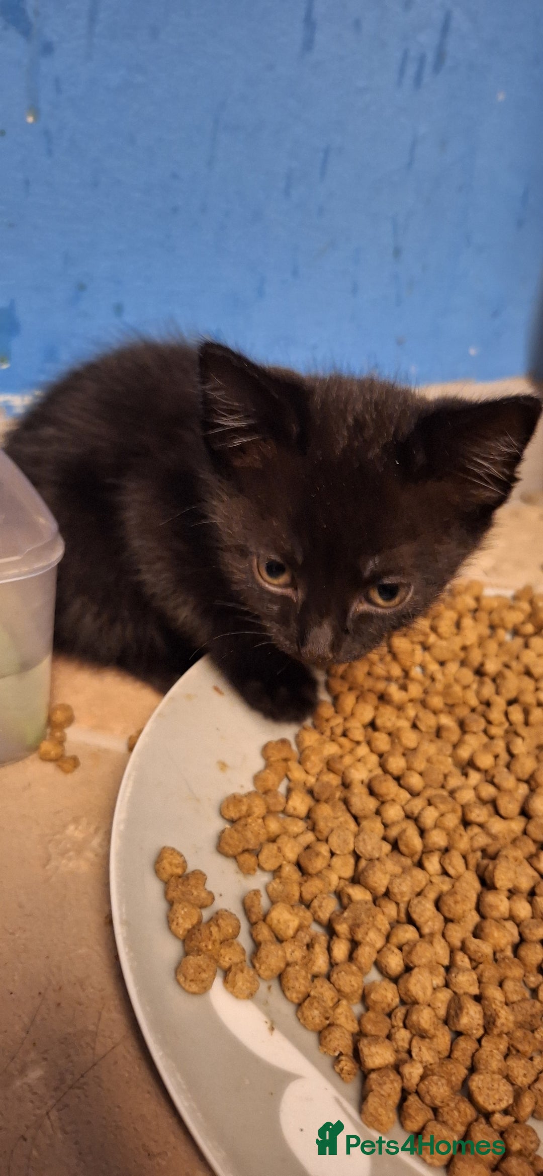 Mixed Breed cats for sale: 🐾 5 Gorgeous Kittens Ready for New Homes 🐾 - Image 17
