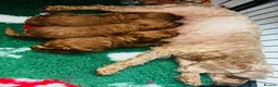 Cockapoo dogs for sale: For sale  - Advert 4