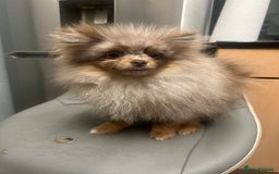 Pomeranian dogs for sale: Pomeranian Marle Puppies   in Newcastle upon Tyne - Image 8