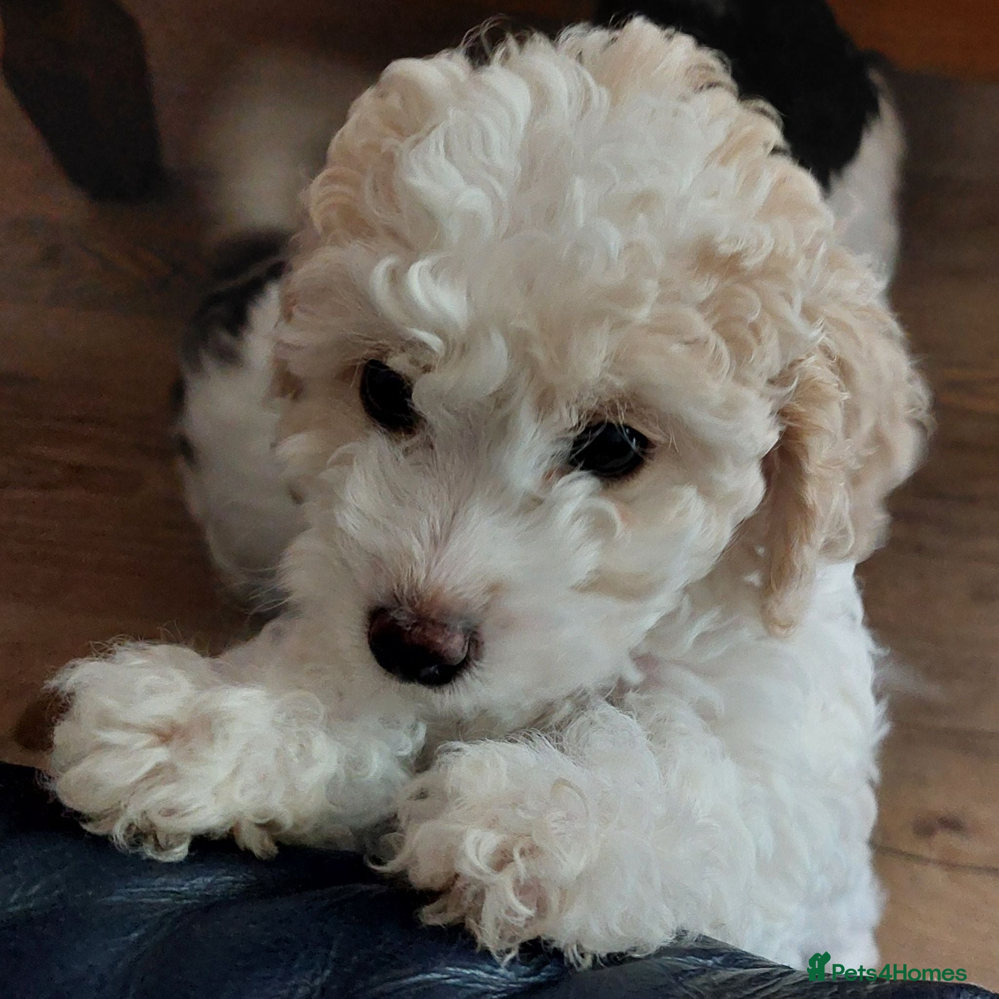 Cockapoo dogs Beautiful American cockapoo pups F1b - Advert 1