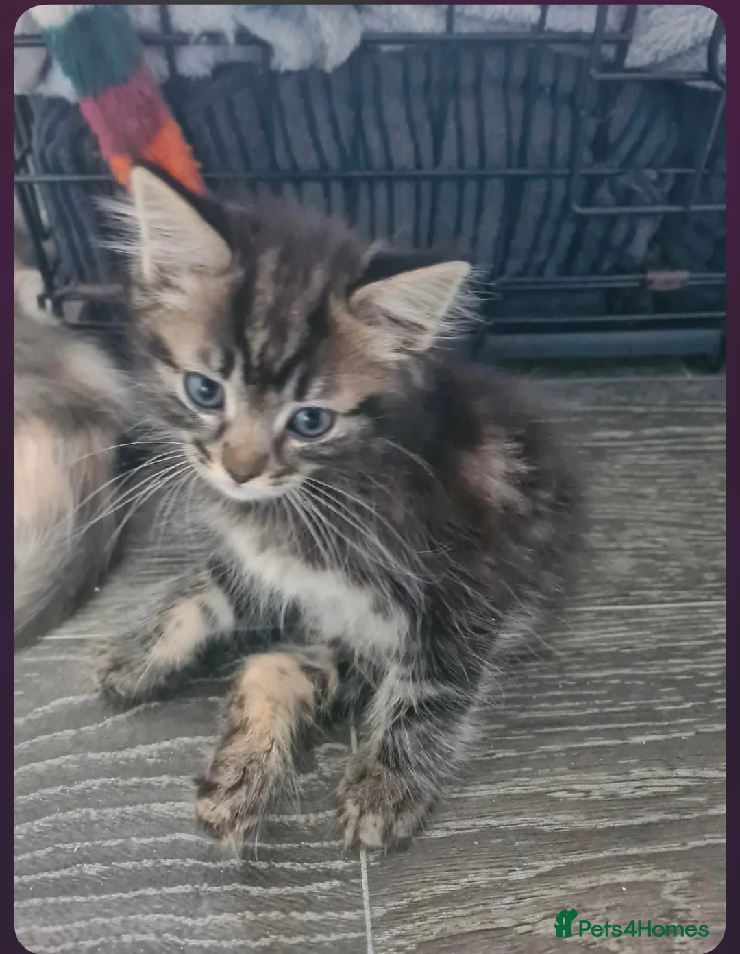 Ragdoll cats for sale: Stunning half ragdoll kittens  in Brighton - Advert 1