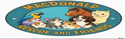 Guinea Pig rodents for sale: WE RESCUE GUINEA PIGS, RABBITS, CHINCHILLAS ECT - Advert 10
