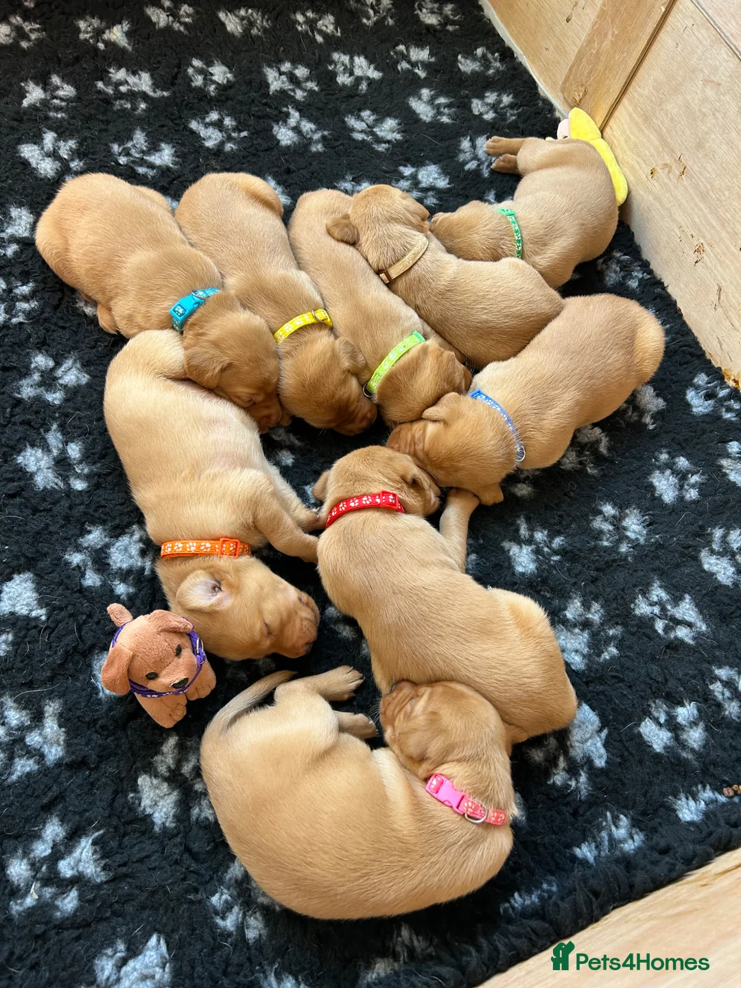 Labrador Retriever dogs for sale: Gorgeous KC Registered Fox Red Labradors  - Advert 14