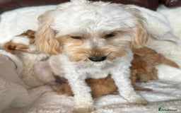 Cavapoo dogs for sale: Beautiful cavapoos - Image 20