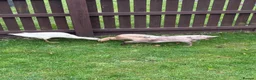 Ducks poultry for sale: 3 x female runner ducks and coop- good home Only in Bridgwater - Advert 8