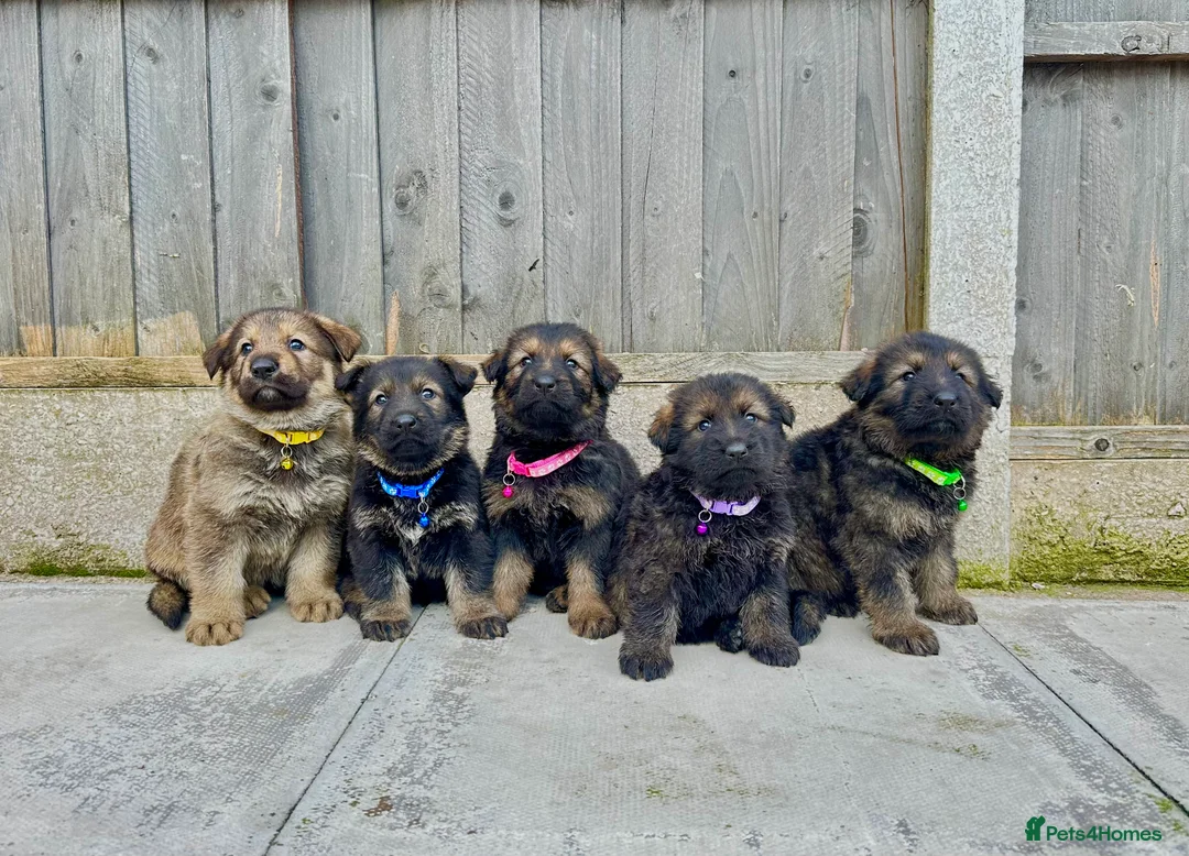 German Shepherd dogs for sale: KC REG GERMAN SHEPHERD PUPPIES FOR SALE  - Advert 2