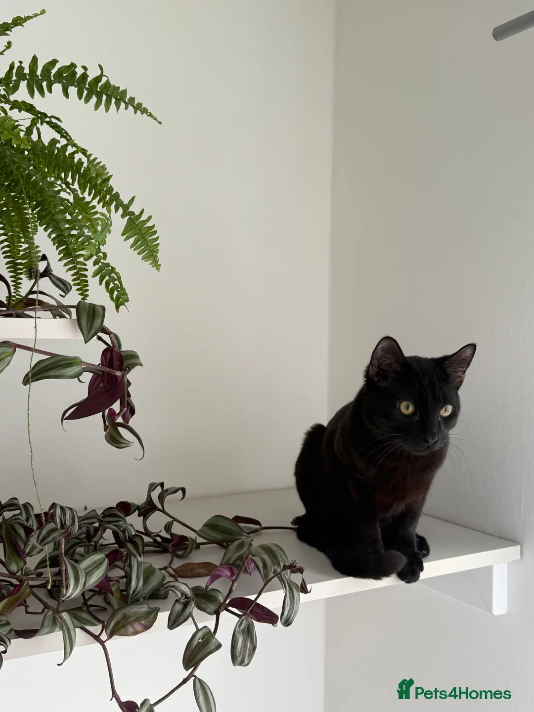 Mixed Breed cats for sale: Gentle Indoor Cat Seeking a Forever Home - Advert 1