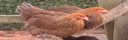 Chickens poultry for sale: 🌸🐔Updated 26th July - POINT OF LAY CHICKENS 🐔🌸 - Advert 5