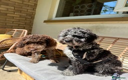 Miniature Poodle dogs for stud: Miniature Merle Poodle STUD  - Image 9