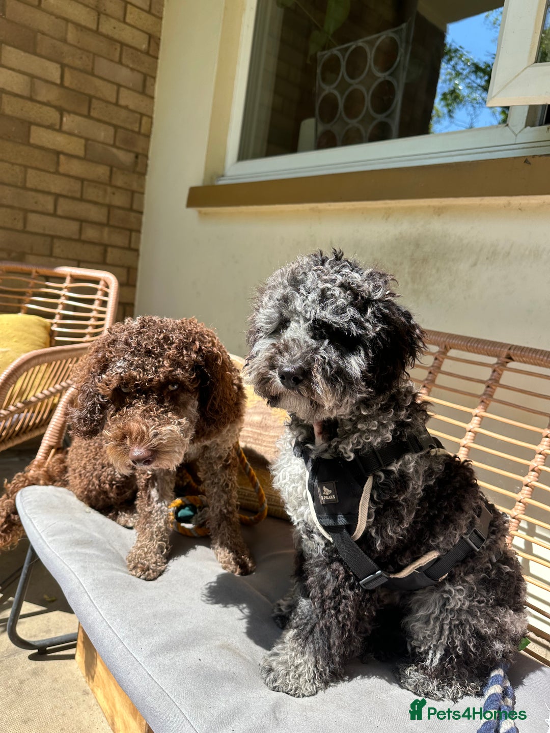 Miniature Poodle dogs for stud: Miniature Merle Poodle STUD  - Image 9