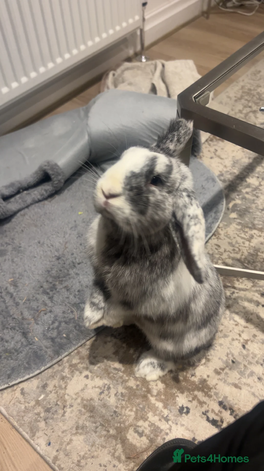 Mini Lop rabbits for sale: Lion head and mini lop - Advert 2