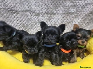 Yorkshire Terrier dogs Yorkshire Terrier - Advert 4