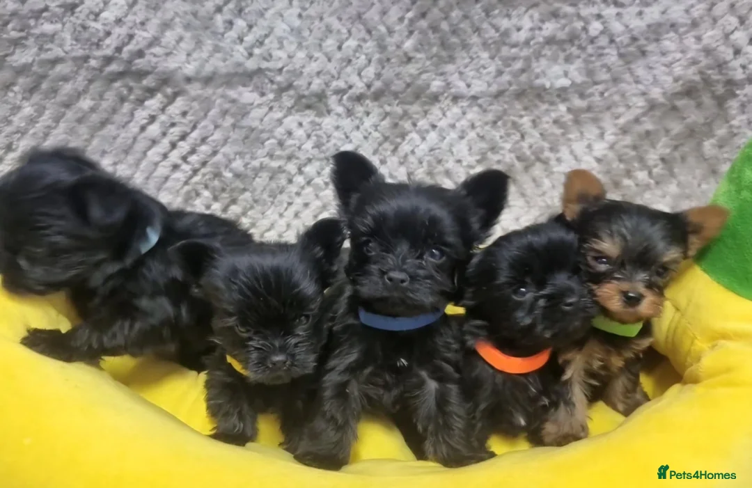 Yorkshire Terrier dogs for sale: Yorkshire Terrier  - Advert 17