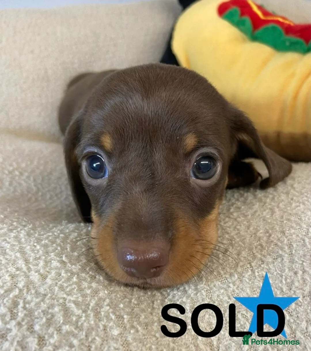 Miniature Dachshund dogs for sale: SOLD SOLD  Miniature Smooth Dachshund Puppues - Advert 10