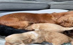 Cockapoo dogs for sale: F1 cockapoo p,r.a clear test - Image 14