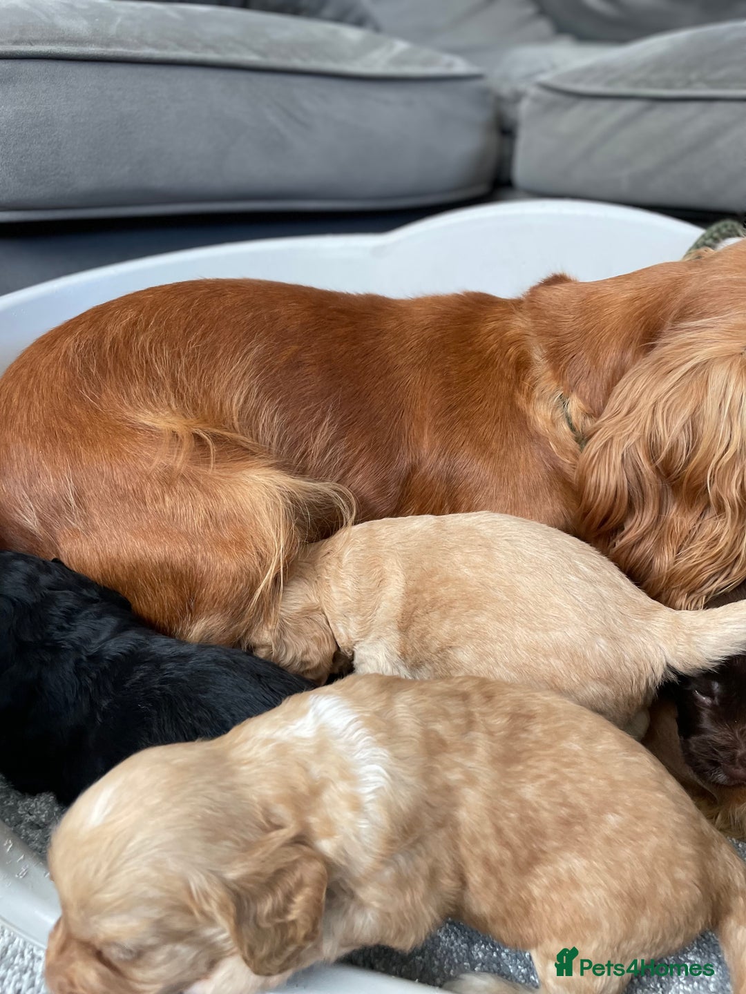 Cockapoo dogs for sale: F1 cockapoo p,r.a clear test - Image 14