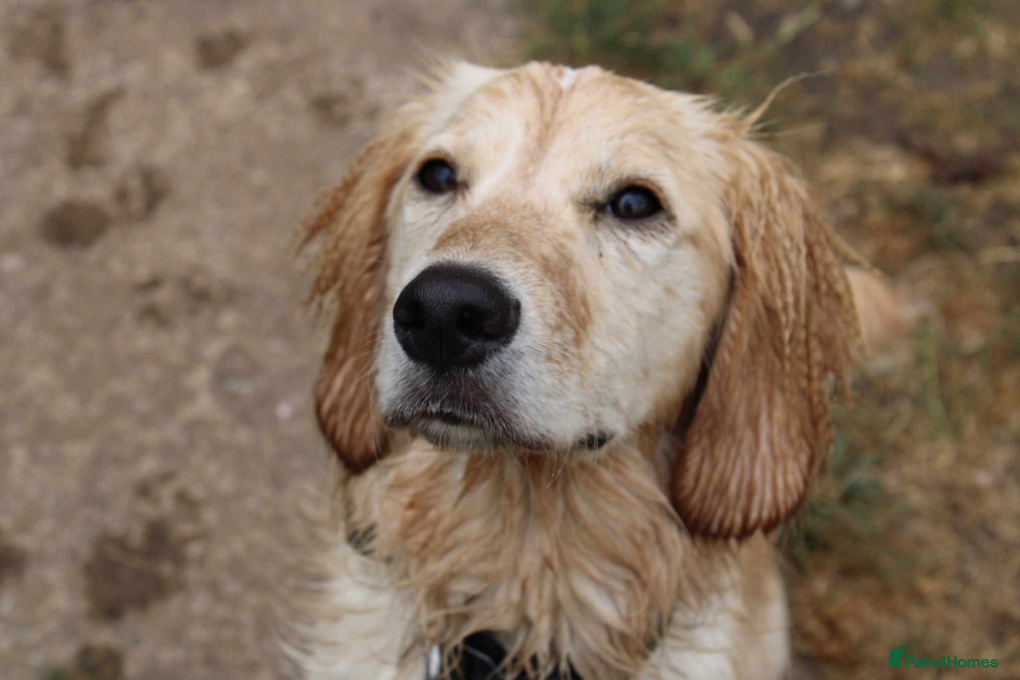 Mixed Breed dogs Cocker cross for rehome - Advert 5