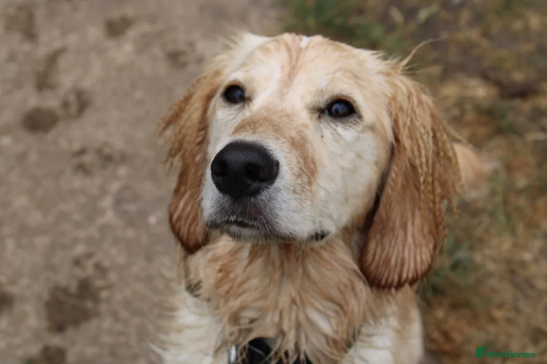 Mixed Breed dogs for sale: Cocker cross for rehome - Advert 1