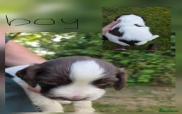 English Springer Spaniel dogs for sale: English Springer Spaniels  - Image 7