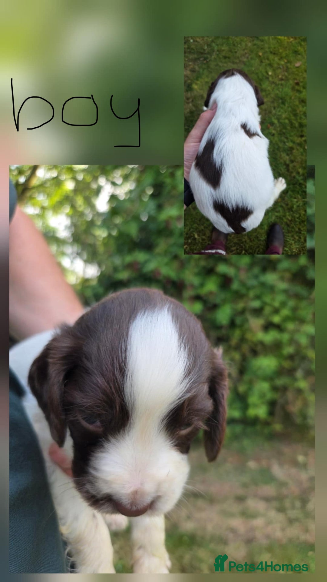 English Springer Spaniel dogs for sale: English Springer Spaniels  - Image 7