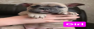 French Bulldog 5