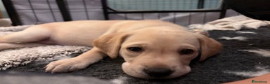 Labrador Retriever Puppy 7