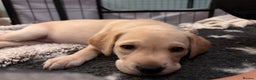 Labrador Retriever dogs for sale: Beautiful Pedigree Labrador Puppies - Advert 7