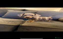 Miniature Dachshund dogs for sale: KC Miniature dachshund  - Image 6