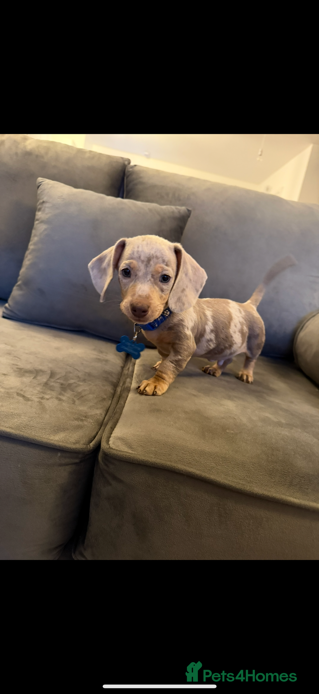 Miniature Dachshund dogs for sale: KC Miniature dachshund  - Image 6