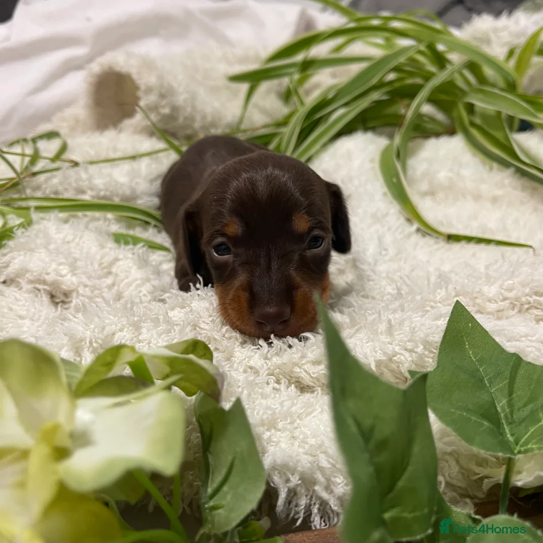 Dachshund dogs for sale: Stunning Dapple & Isabella Dachshunds  - Advert 18