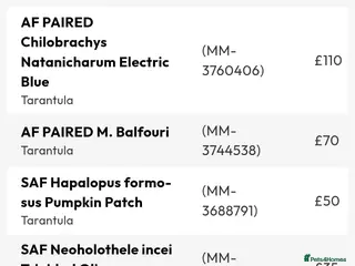 Tarantulas invertebrates Tarantulas - Advert 1