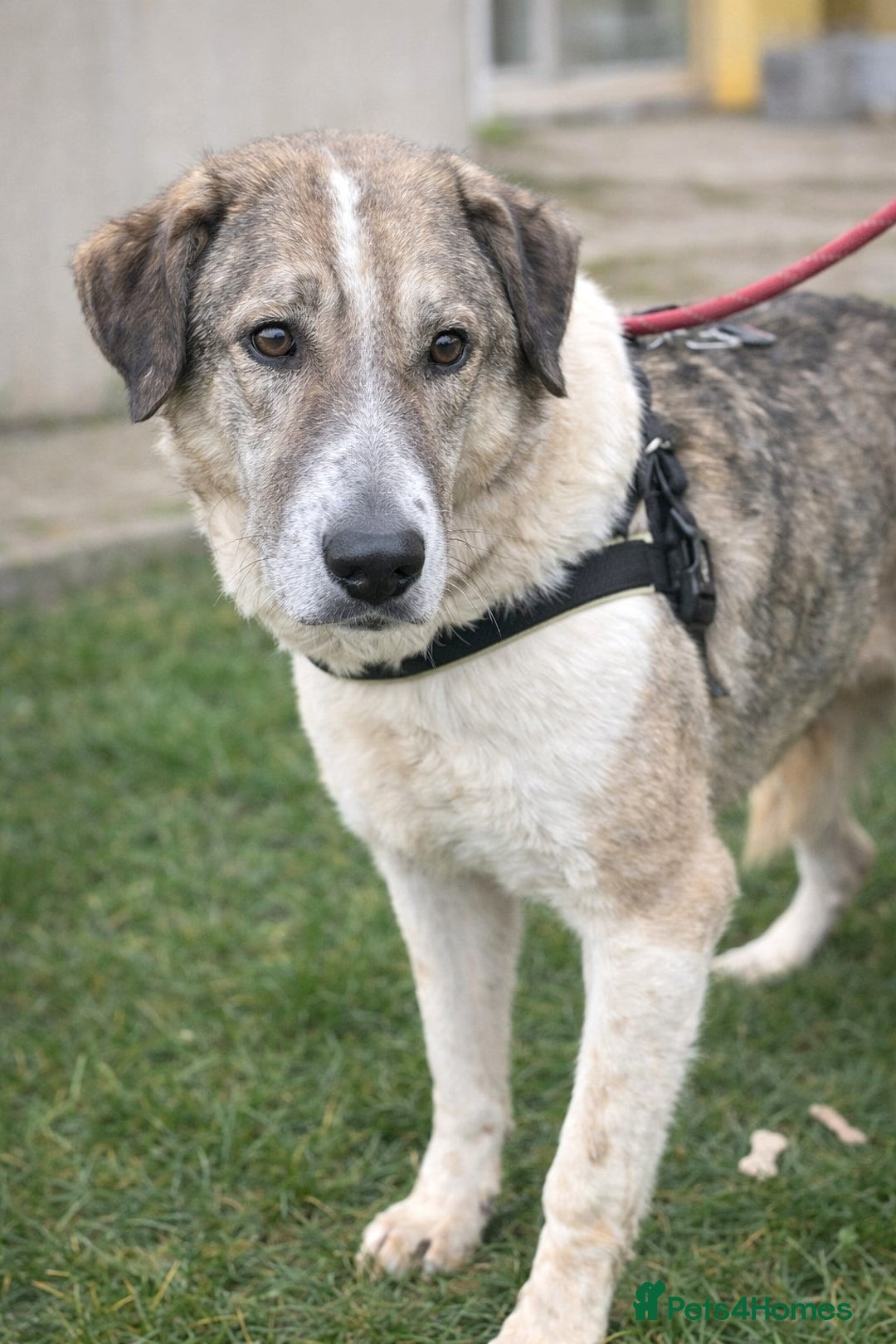 Mixed Breed dogs for adoption: Nelson 🐾 Five Years Waiting for a Real Life - Advert 1