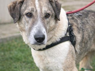 Mixed Breed dogs Nelson 🐾 Five Years Waiting for a Real Life - Advert 1