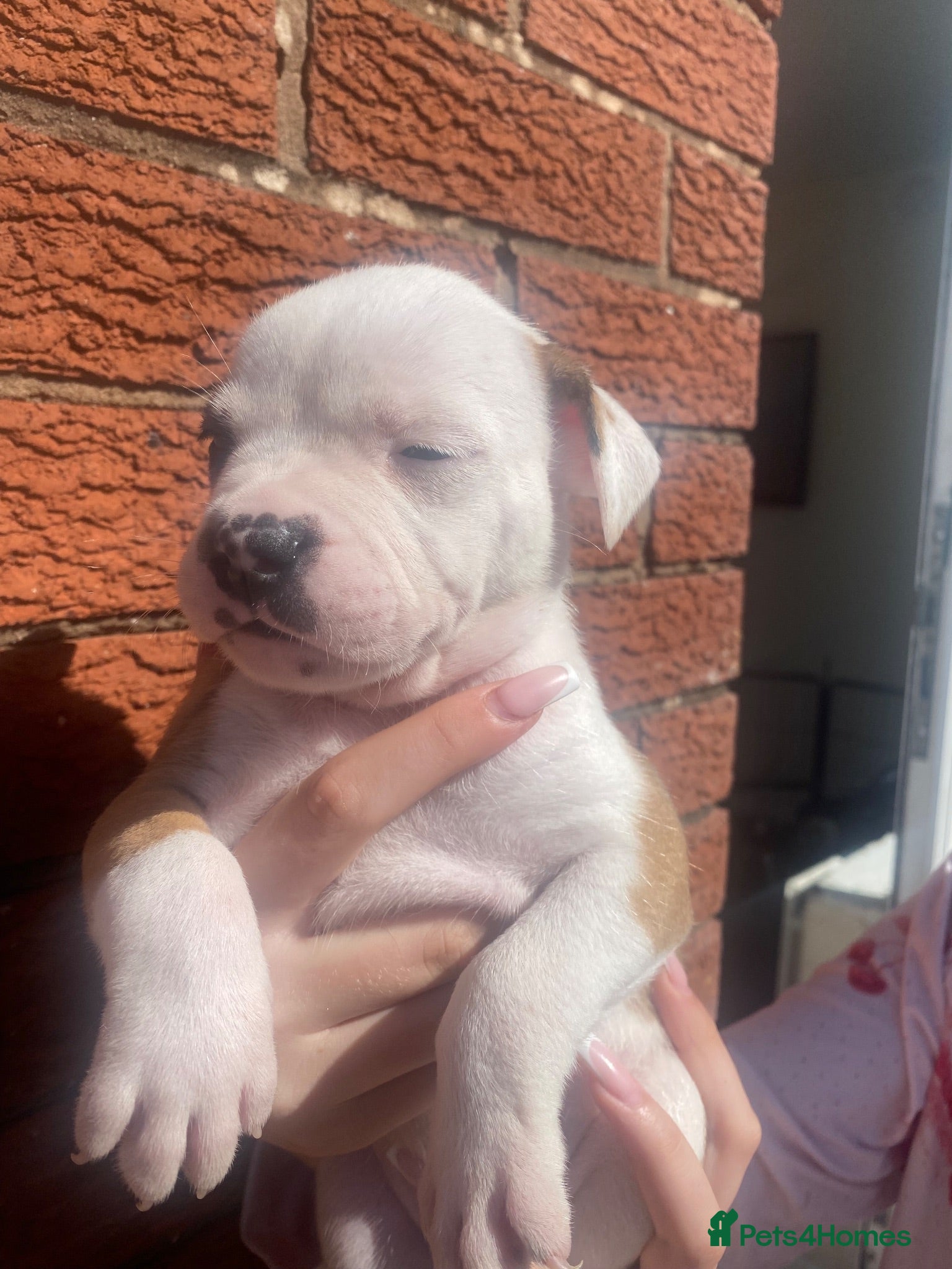 Mixed Breed dogs ⭐️READY NOW ONLY 2 LEFT ⭐️💙🩷 - Advert 14
