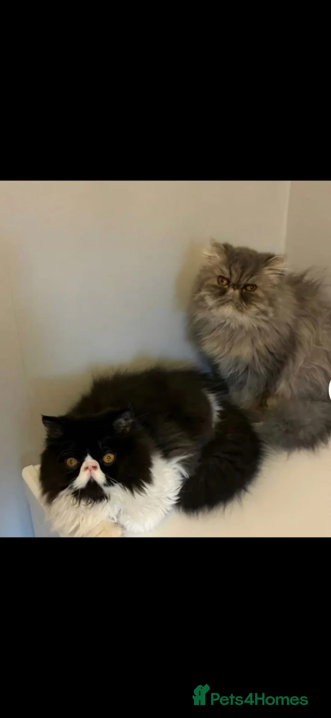 Persian cats for sale: 🐾 Stunning Black & White Persian Boy in Grays - Advert 1