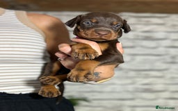 Dobermann dogs for sale: Dobermann puppies Champion bloodline, kc reg - Image 31