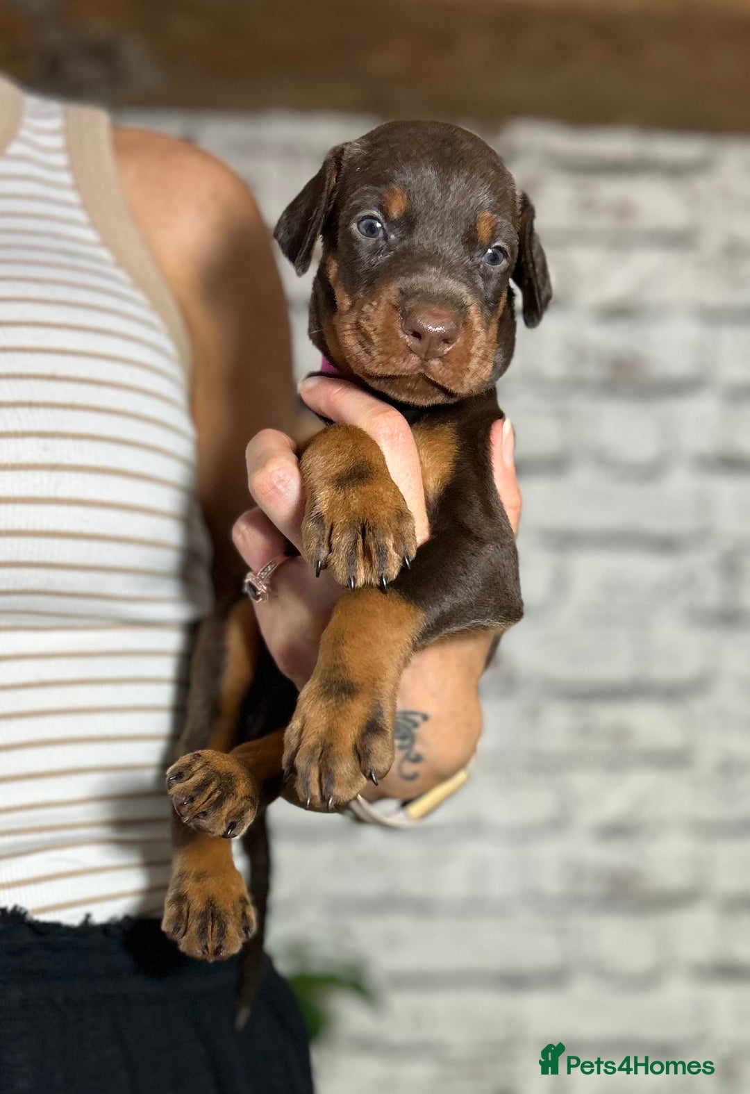 Dobermann dogs for sale: Dobermann puppies Champion bloodline, kc reg - Image 31
