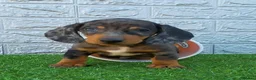 Dachshund dogs for stud: Black & Grey Standard Dachshund Stud Blue&GreenEye in London - Advert 6