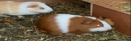 Guinea Pig rodents for sale: Gorgeous mix of baby piggies  - Advert 2