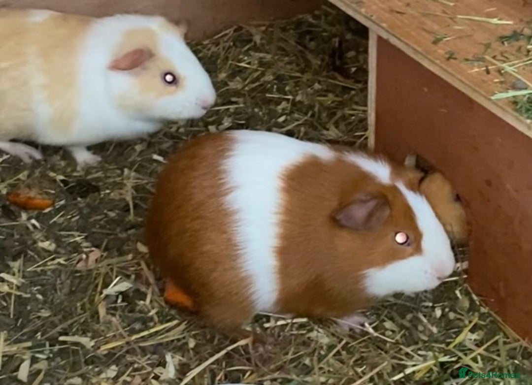 Guinea Pig rodents for sale: Gorgeous mix of baby piggies  - Image 2