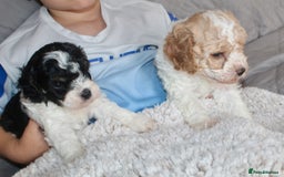 Cavapoo dogs for sale: Family raised Cavapoo puppies ready August - Image 14