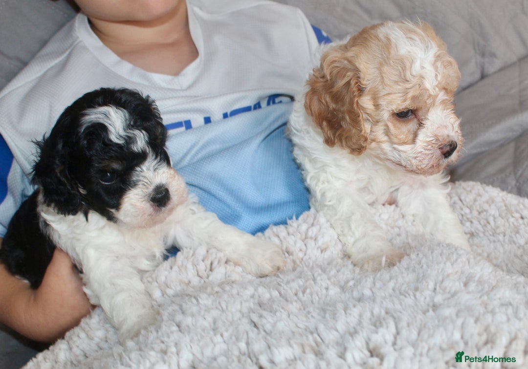 Cavapoo dogs for sale: Family raised Cavapoo puppies ready August - Image 14