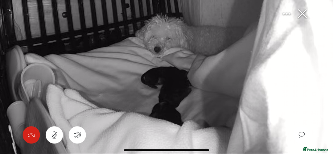 Poochon dogs for sale: Fb1 toy poochon  - Advert 5