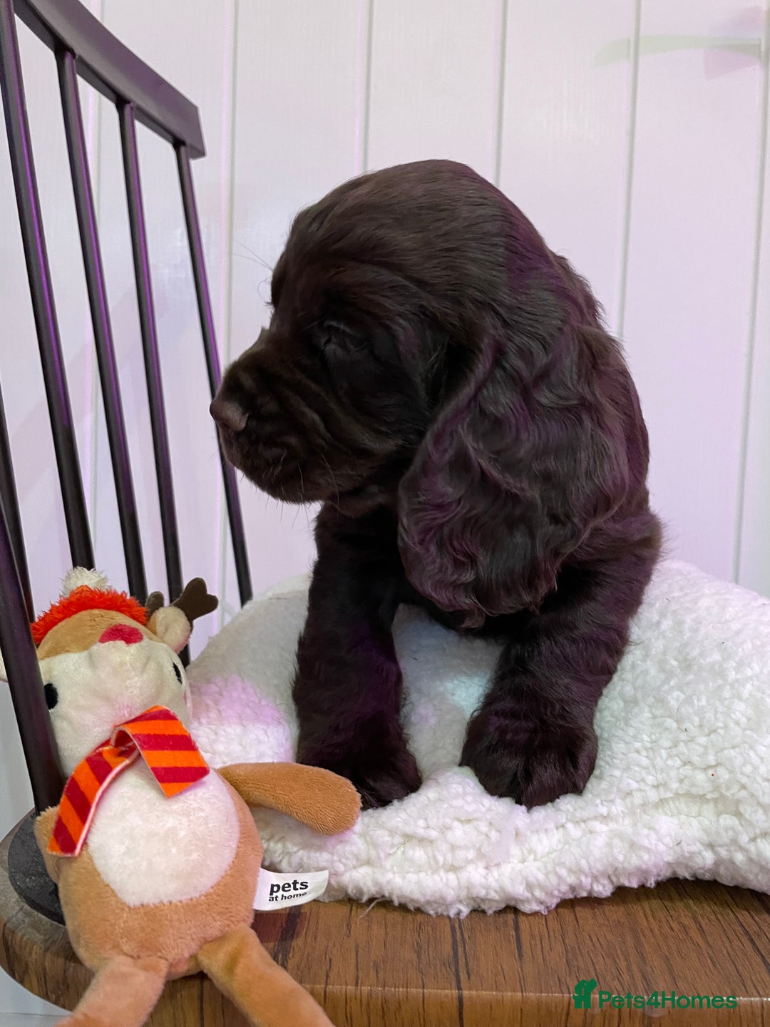 Cocker Spaniel dogs for sale: Stunning male cocker spaniel puppy pedigree - Image 9