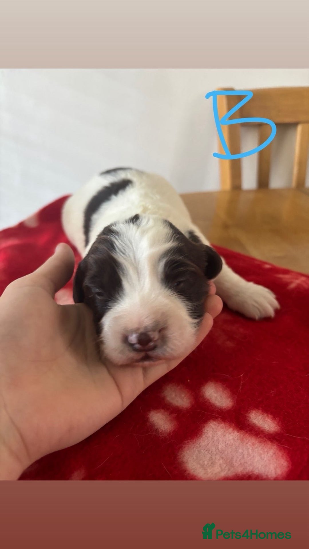English Springer Spaniel dogs for sale: Springer pups  - Advert 4